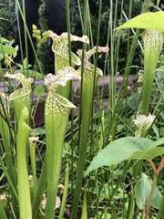 Sarraceniaceae