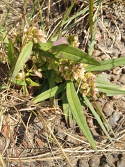 Polygala albida