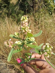 Polygala albida
