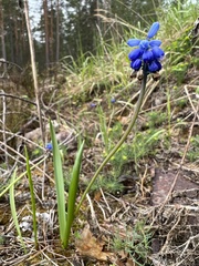Muscari neglectum