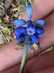 Muscari neglectum