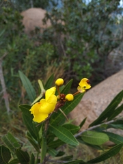Acridocarpus natalitius natalitius