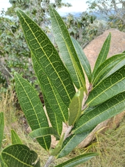 Acridocarpus natalitius natalitius