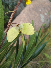 Acridocarpus natalitius natalitius