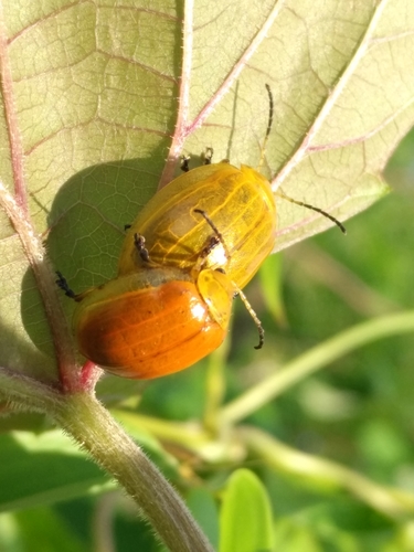 Oides Sp Oides tarsata · iNaturalist