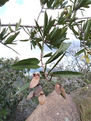 Acridocarpus natalitius natalitius