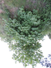 Acer opalus obtusatum