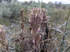 Castilleja pilosa pilosa