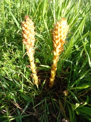 Orobanche elatior