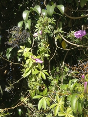 Ipomoea cairica