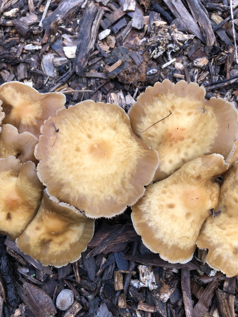 Mulch Fieldcap from New Plymouth, Welbourn, Taranaki, NZ on June 01
