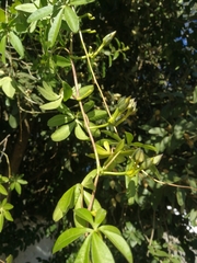 Ipomoea cairica