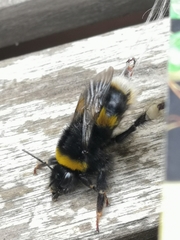 Bombus terrestris