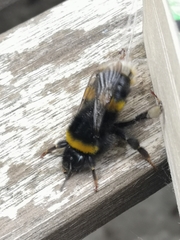 Bombus terrestris