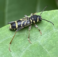 Xylotrechus nitidus