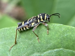 Xylotrechus nitidus