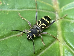 Xylotrechus nitidus