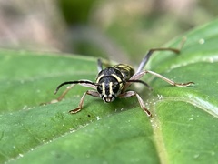 Xylotrechus nitidus