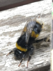 Bombus terrestris