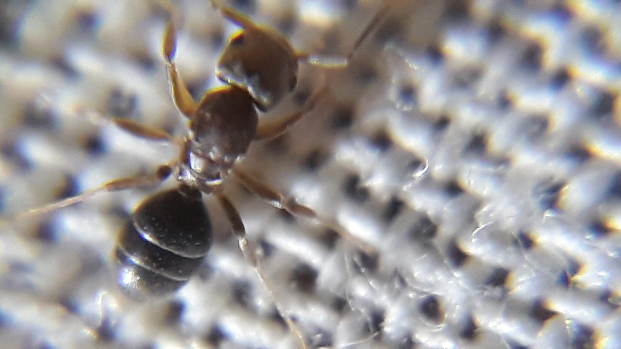 Chronoxenus wroughtonii