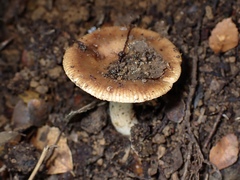 Russula neerimea