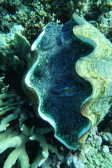 Tridacna derasa