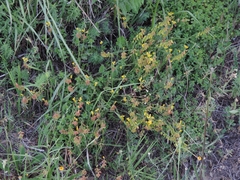 Polygala flavescens