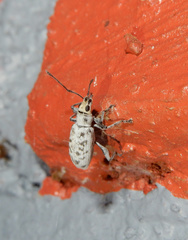 Myllocerus undecimpustulatus