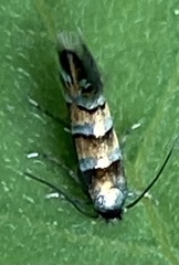 Chrysaster ostensackenella