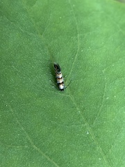 Chrysaster ostensackenella