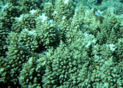 Acropora longicyathus