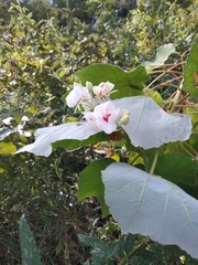 Dombeya pulchra
