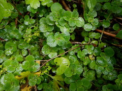 Chrysosplenium oppositifolium