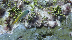 Pomachromis guamensis