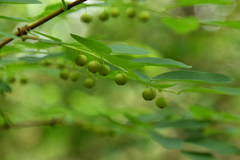 Glochidion billardierei