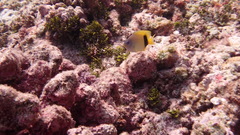 Plectroglyphidodon johnstonianus