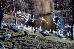 Chroicocephalus ridibundus