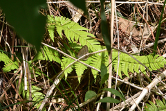 Palaeonympha opalina