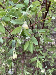 Lonicera stenantha
