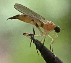 Ocydromiinae