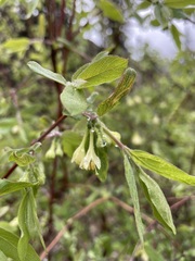 Lonicera stenantha
