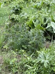 Aconitum soongaricum