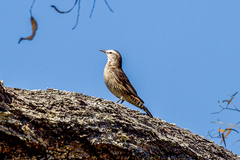 Climacteris picumnus melanotus
