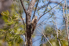 Climacteris picumnus melanotus
