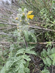 Phlomoides speciosa
