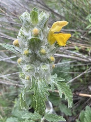 Phlomoides speciosa
