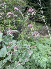 Solenanthus circinnatus