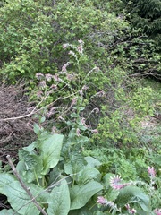 Solenanthus circinnatus