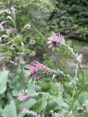 Solenanthus circinnatus