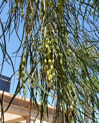 Acacia stenophylla